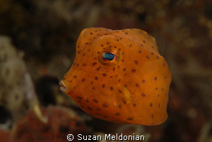 Little Man.  Juvenile cowfish about the size of your thumb. by Suzan Meldonian 